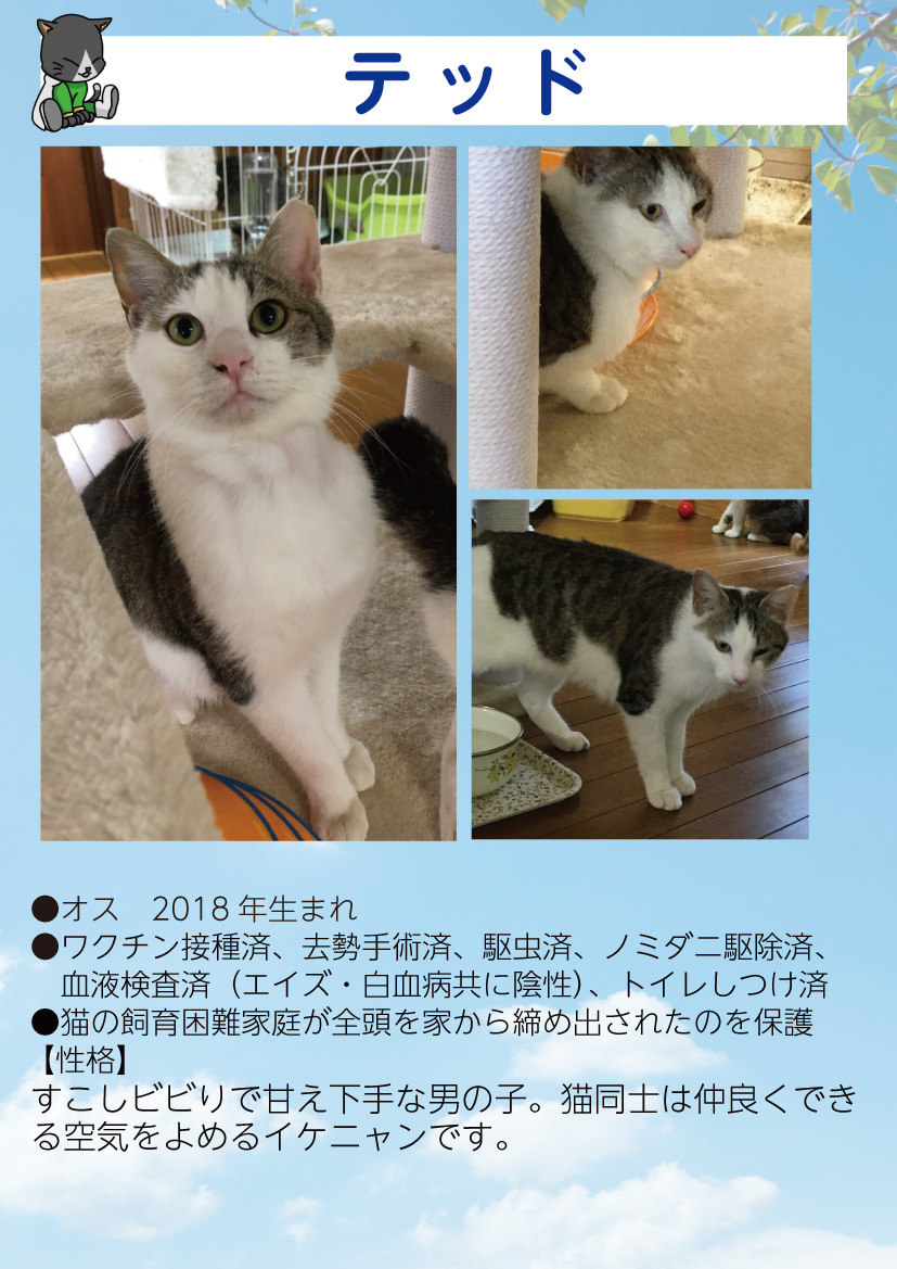君津、保護猫