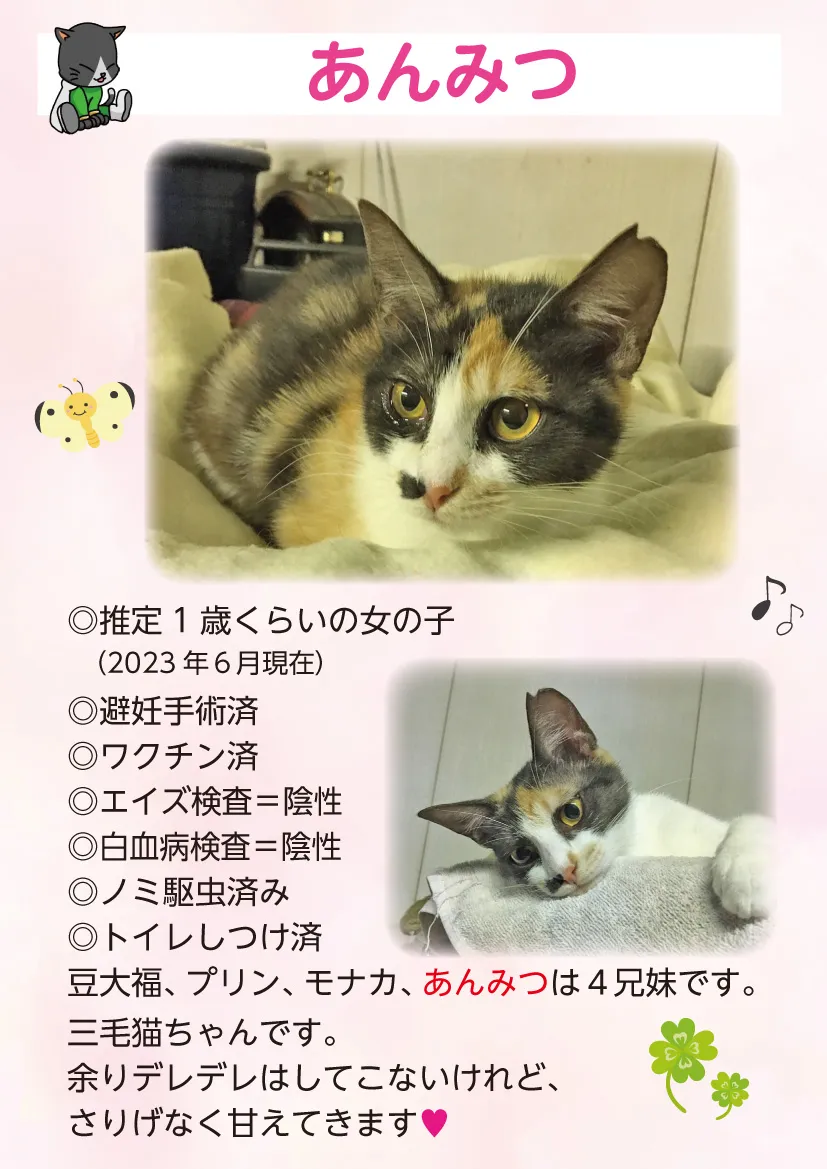 君津、保護猫