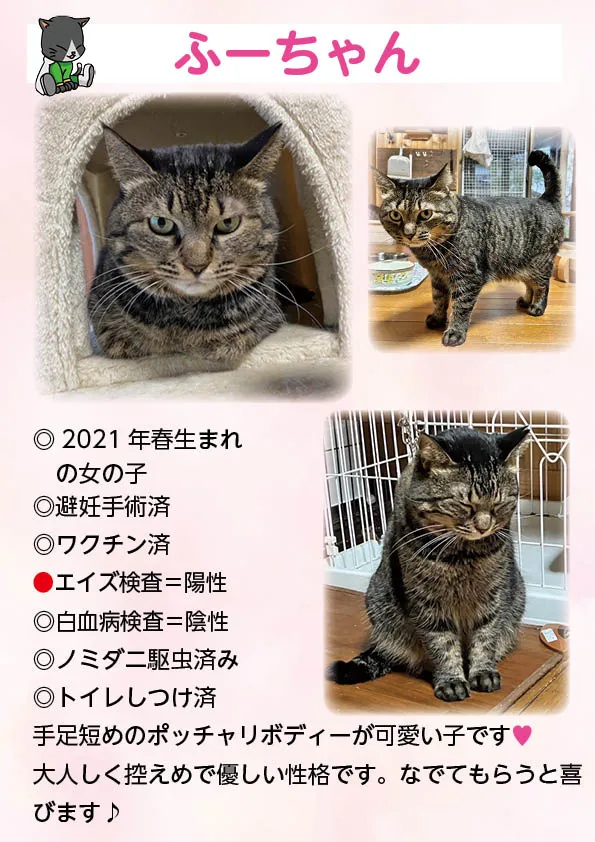君津、保護猫