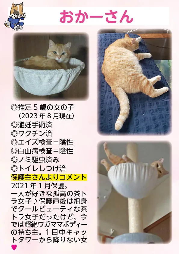 君津、保護猫