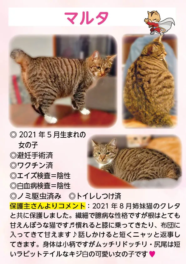 君津、保護猫