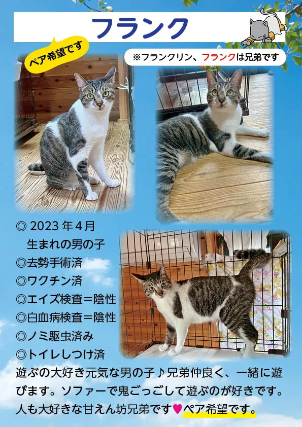 君津、保護猫