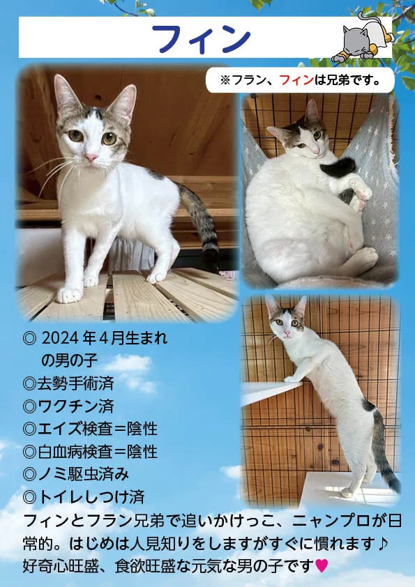 君津、保護猫