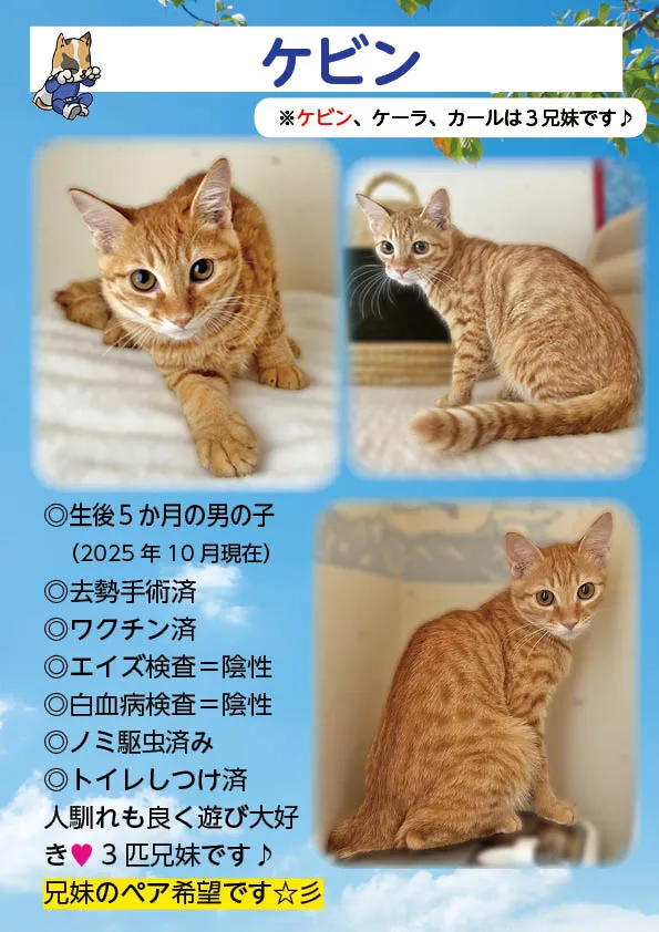 君津、保護猫