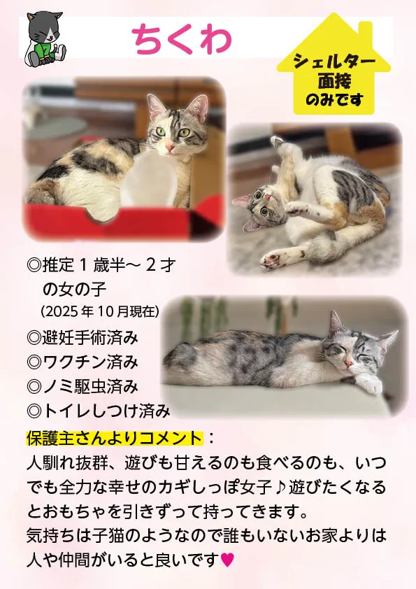 君津、保護猫
