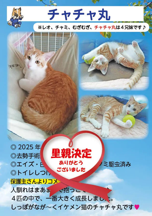 25-1130-OK-cyacyamaru