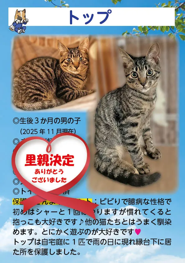 君津、保護猫
