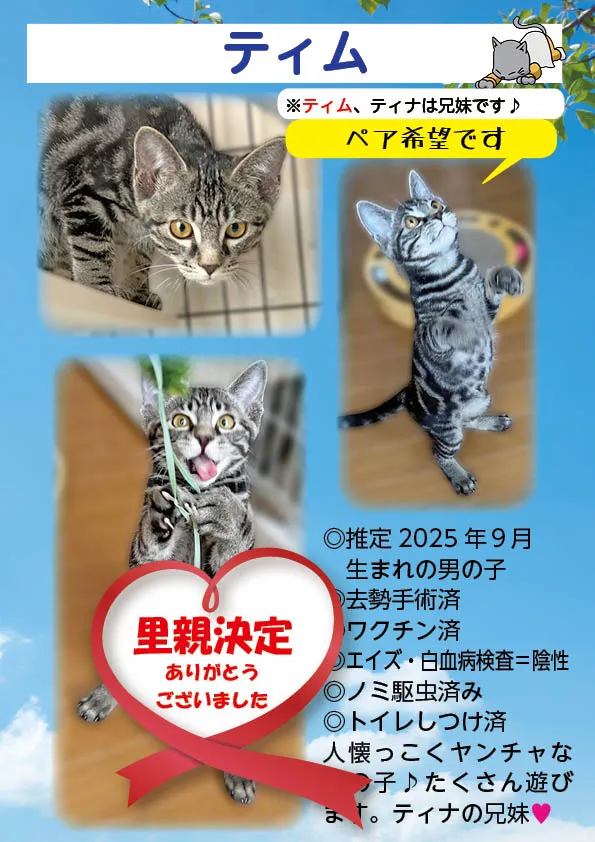 君津、保護猫