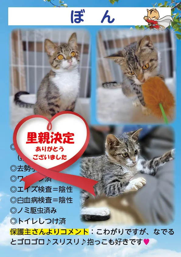 君津、保護猫